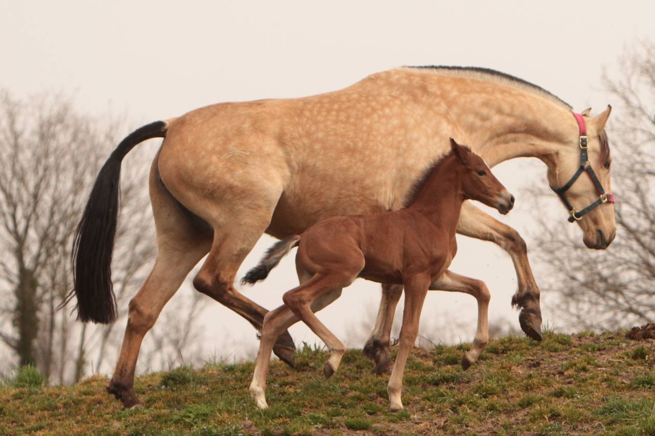 Hongre Pure Race Espagnole né en 2022