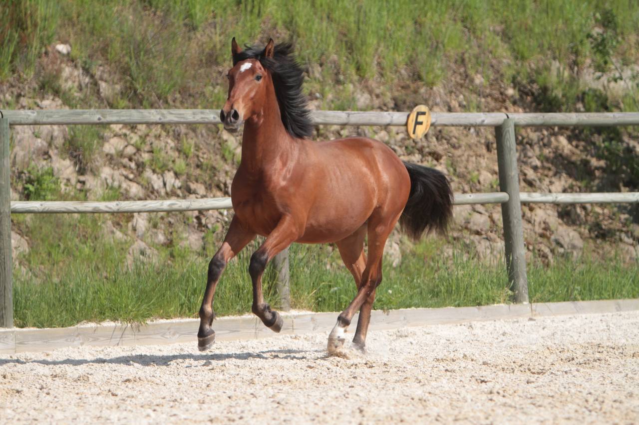 Hongre Pure Race Espagnole né en 2022