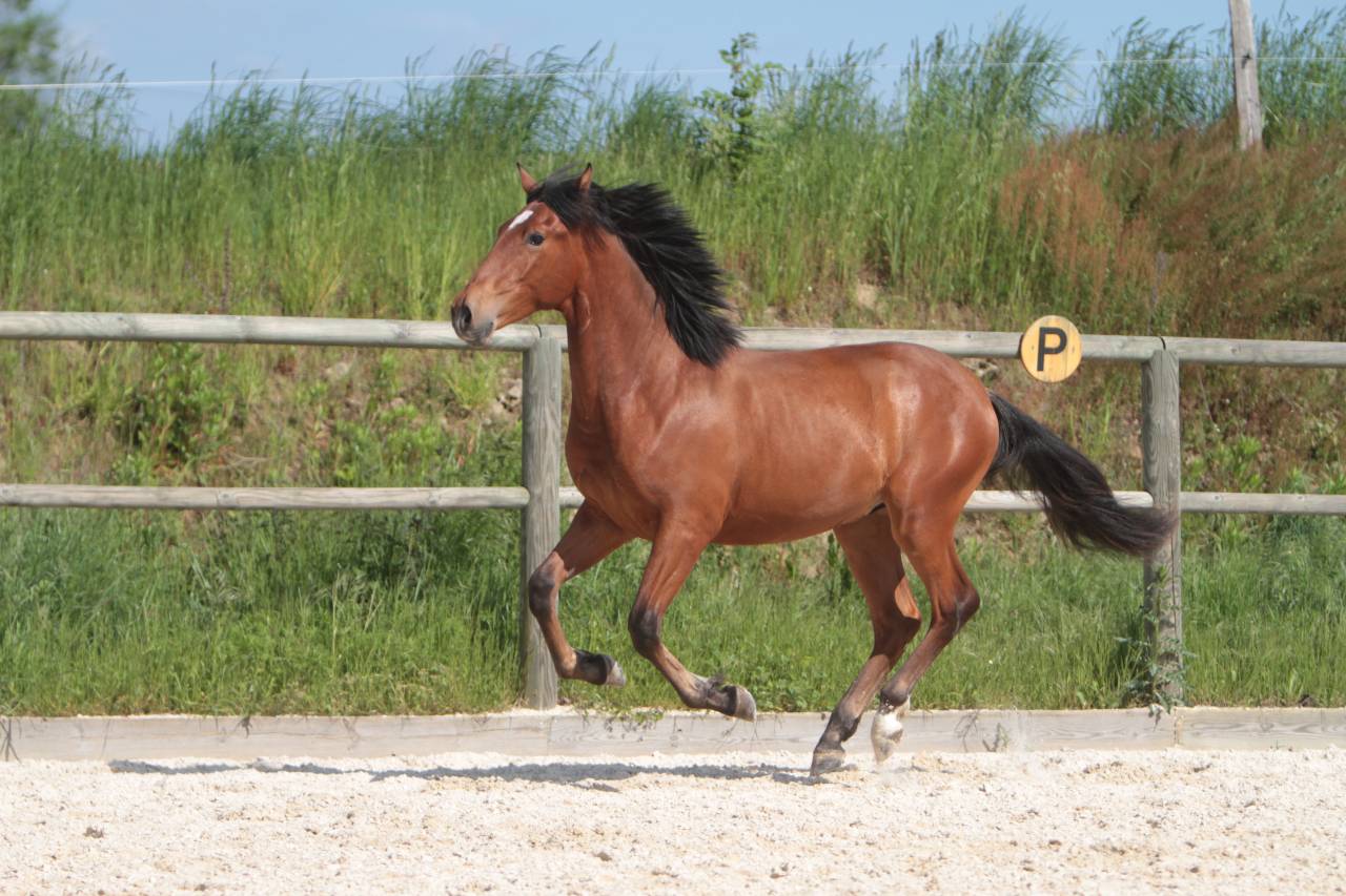 Hongre Pure Race Espagnole né en 2022