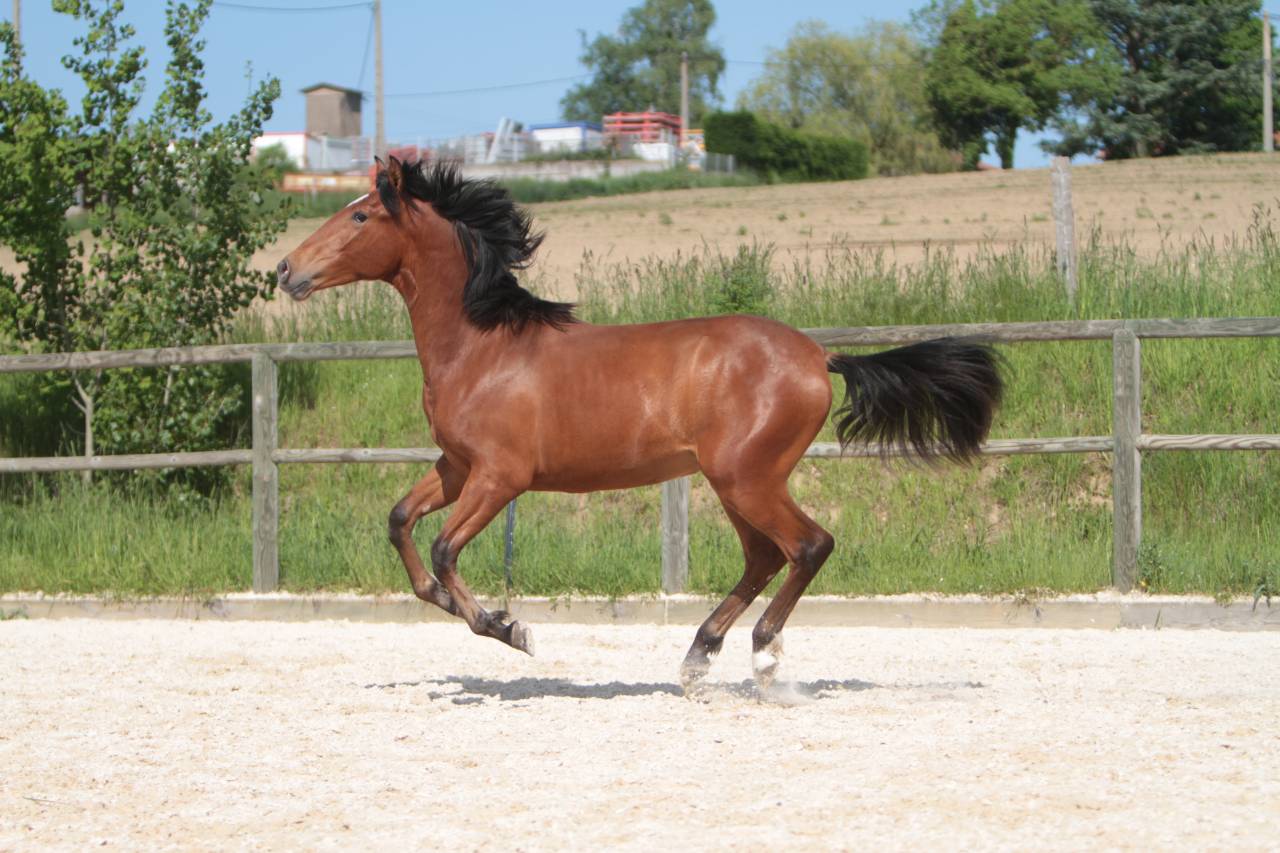 Hongre Pure Race Espagnole né en 2022