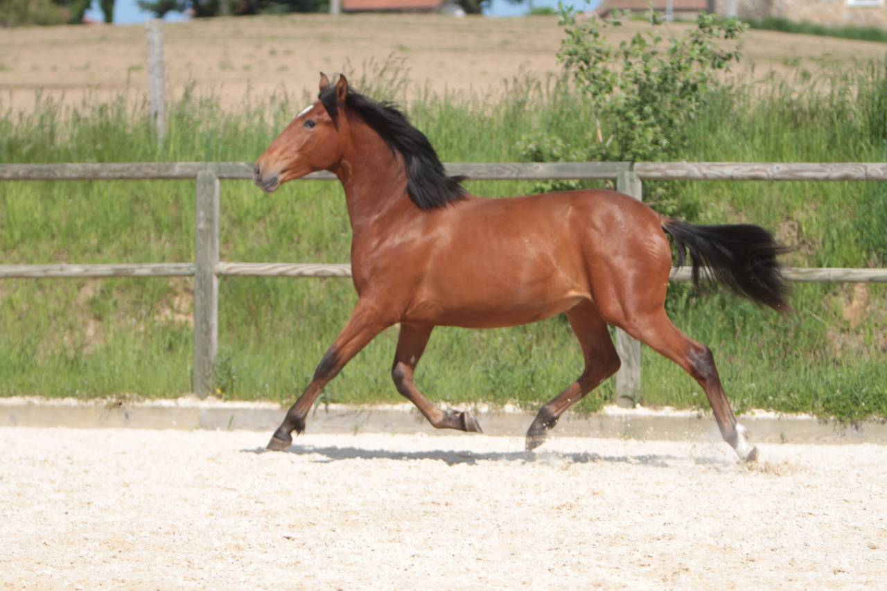 Hongre Pure Race Espagnole né en 2022