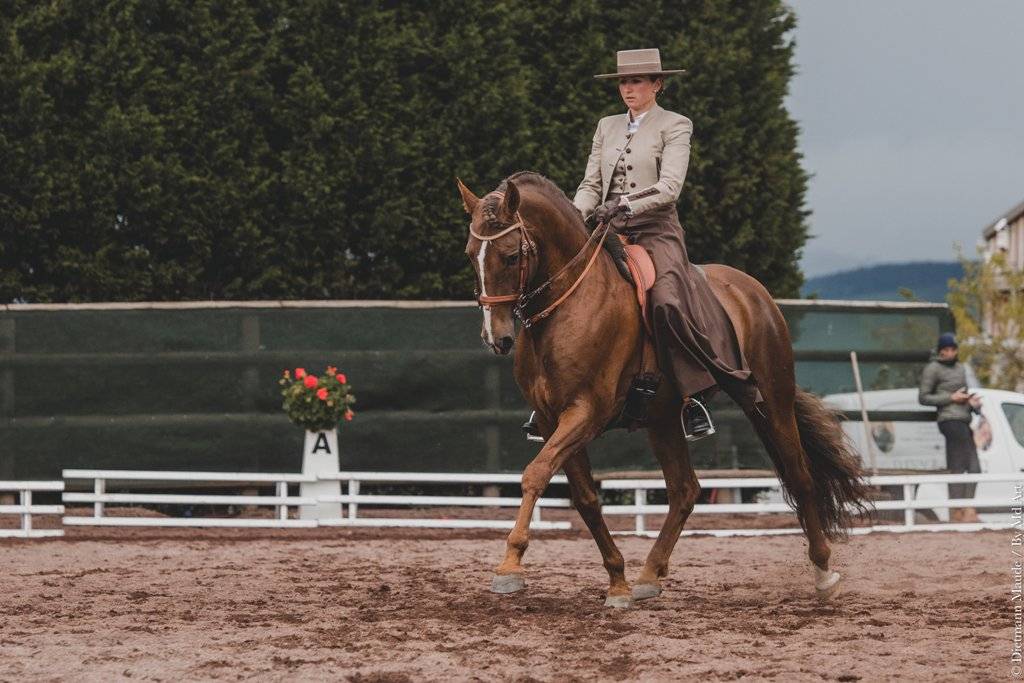 Hongre Pure Race Espagnole né en 2022