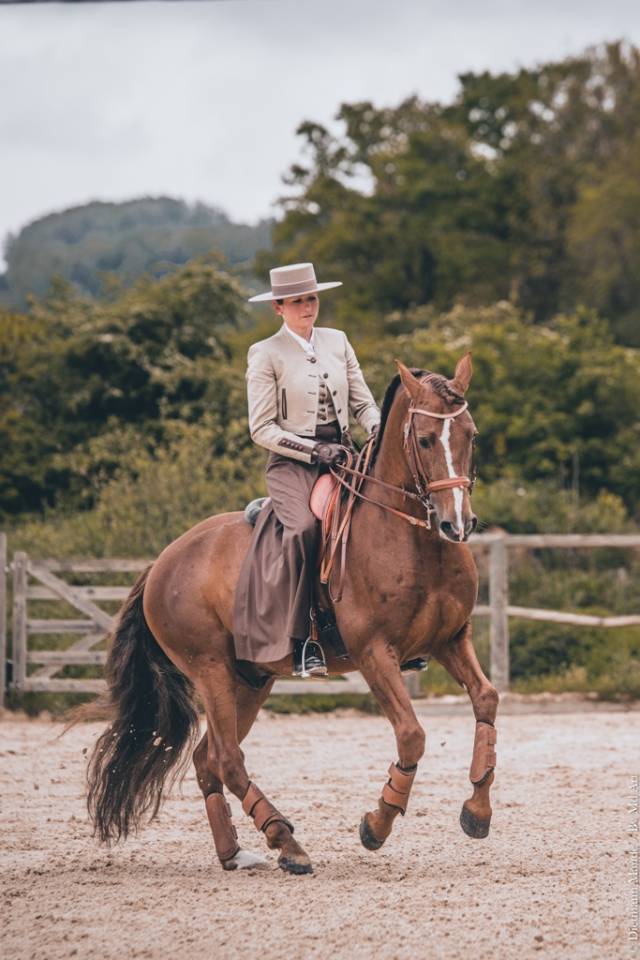 Hongre Pure Race Espagnole né en 2022