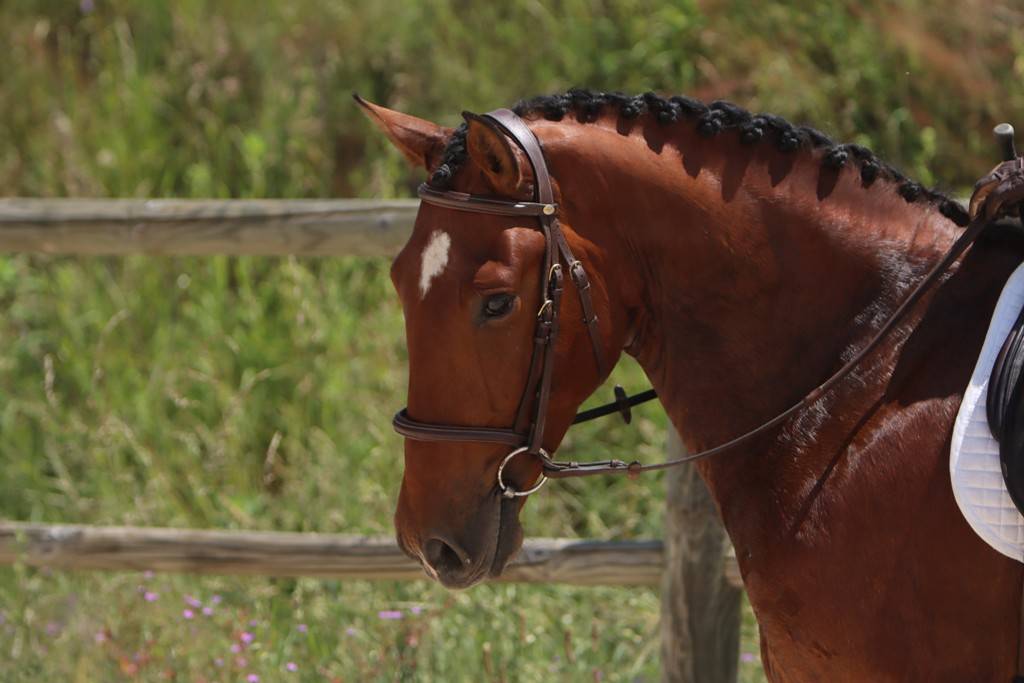 Hongre Pure Race Espagnole né en 2022