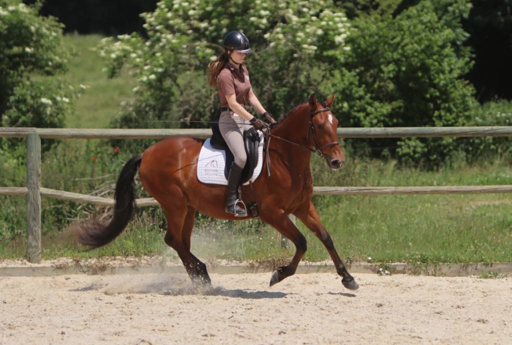 Hongre Pure Race Espagnole né en 2022