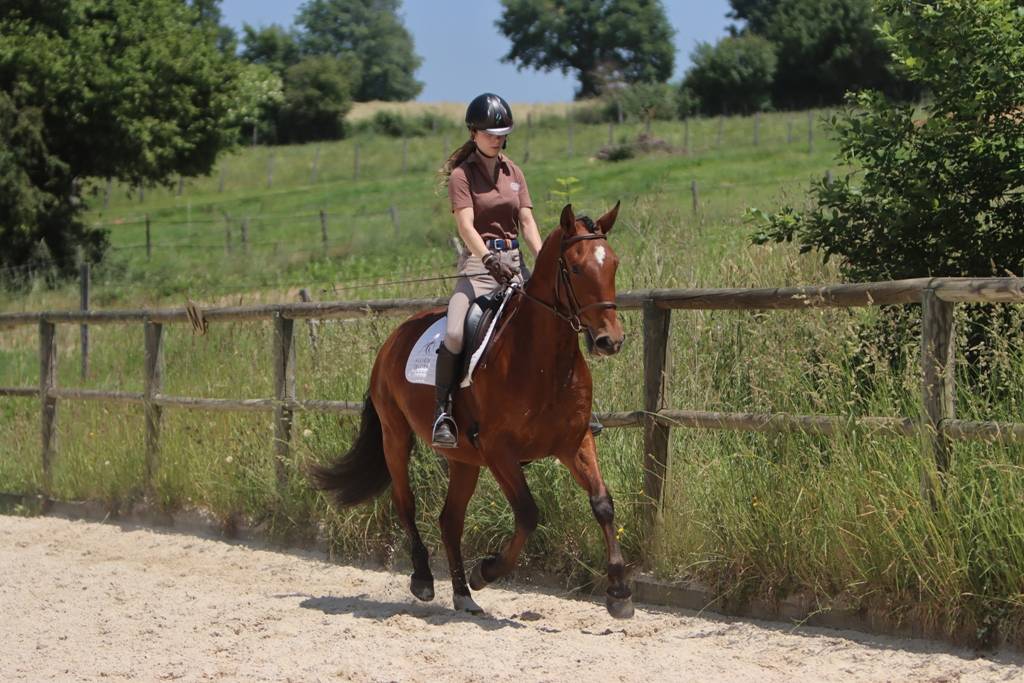 Hongre Pure Race Espagnole né en 2022