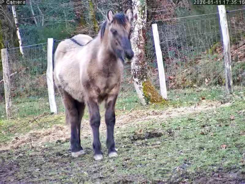 Pension chevaux haute vienne