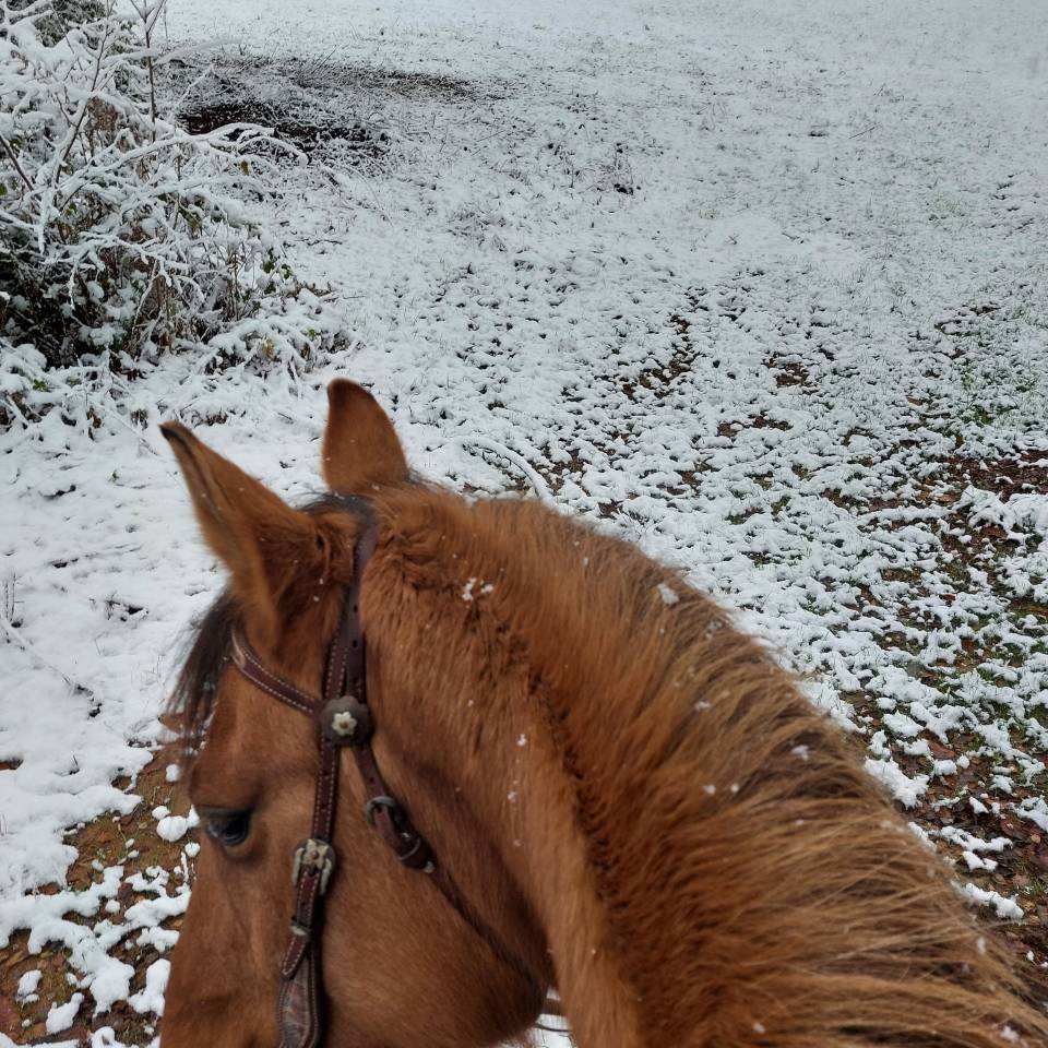 Pension chevaux haute vienne