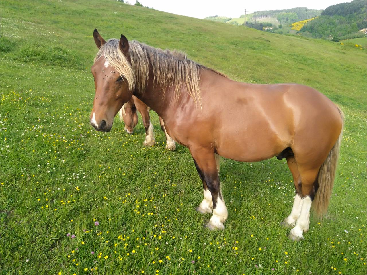KOCHISE Étalon Pinto Comtois