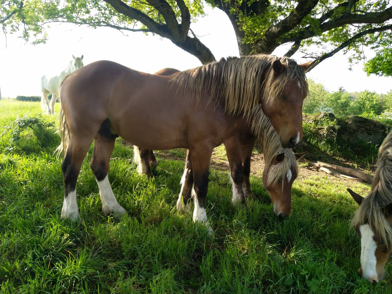 KOCHISE Étalon Pinto Comtois