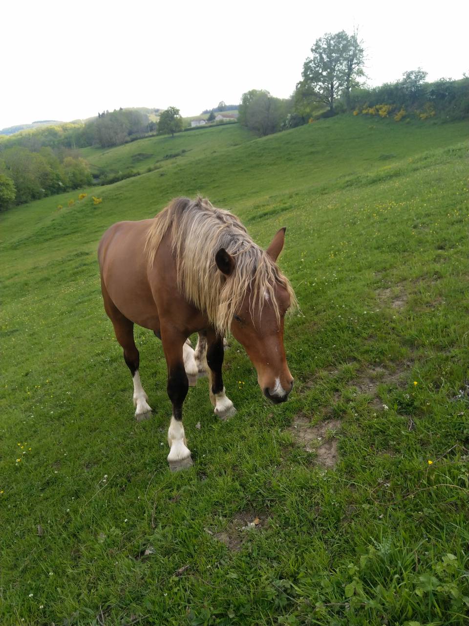 KOCHISE Étalon Pinto Comtois