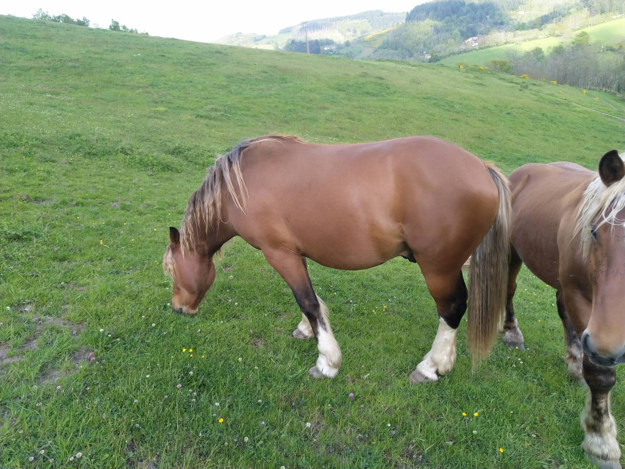 KOCHISE Étalon Pinto Comtois