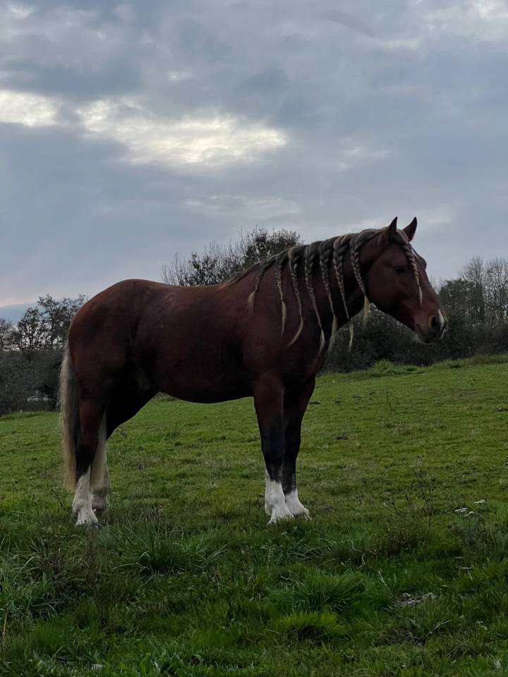 KOCHISE Étalon Pinto Comtois
