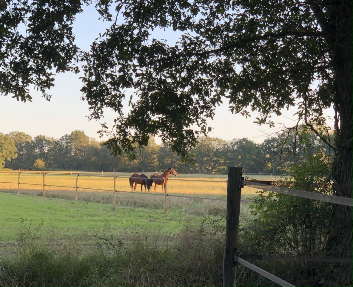 Fleuretchevaux - Pension pour chevaux