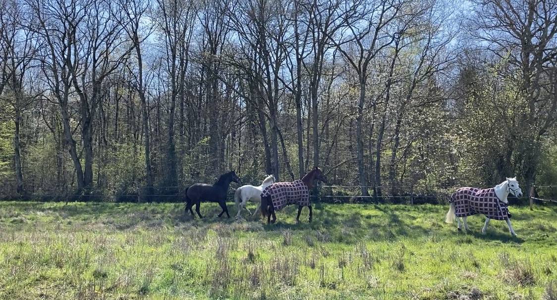 Fleuretchevaux - Pension pour chevaux
