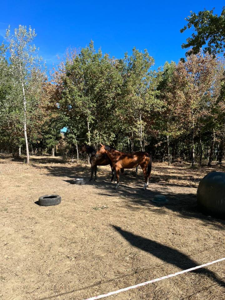 Pensions pr&eacute; tout confort &agrave; Bouloc &agrave; 20 mn de Toulouse