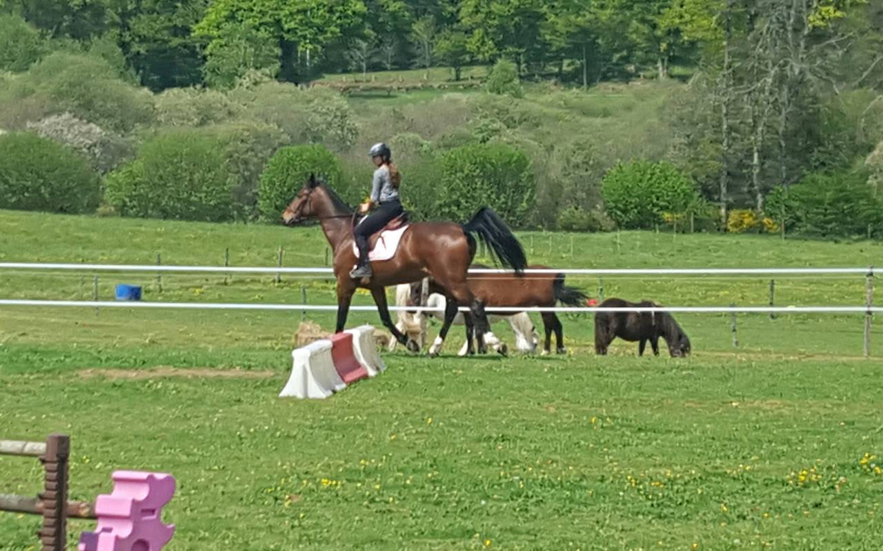 Pension familiales chevaux - Ecurie de Rêve (23)