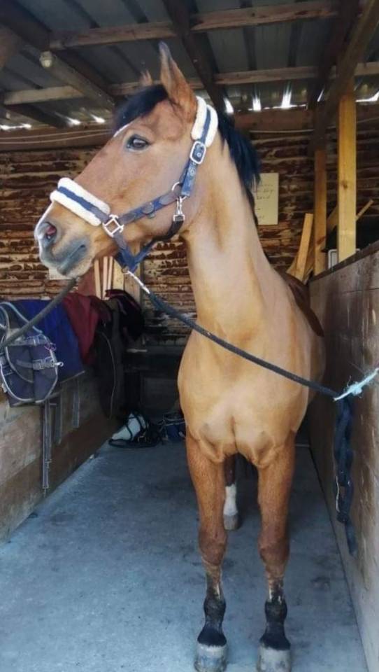 PONEY D'EXPÉRIENCE A PRENDRE EN DP