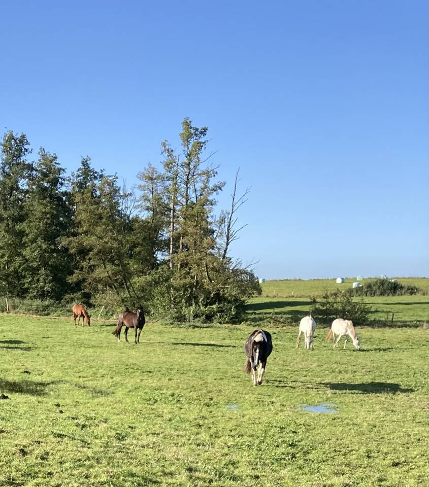 Pension pr&eacute;/box- pr&eacute;  - Haras de beuvreuil (76)