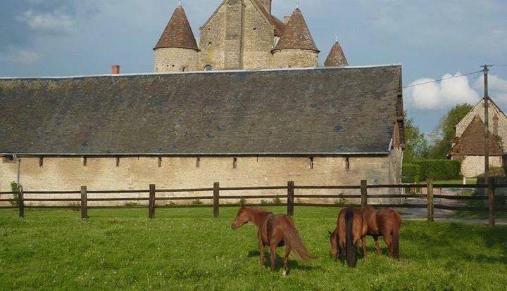 Pension pr&eacute;/box- pr&eacute;  - Haras de beuvreuil (76)