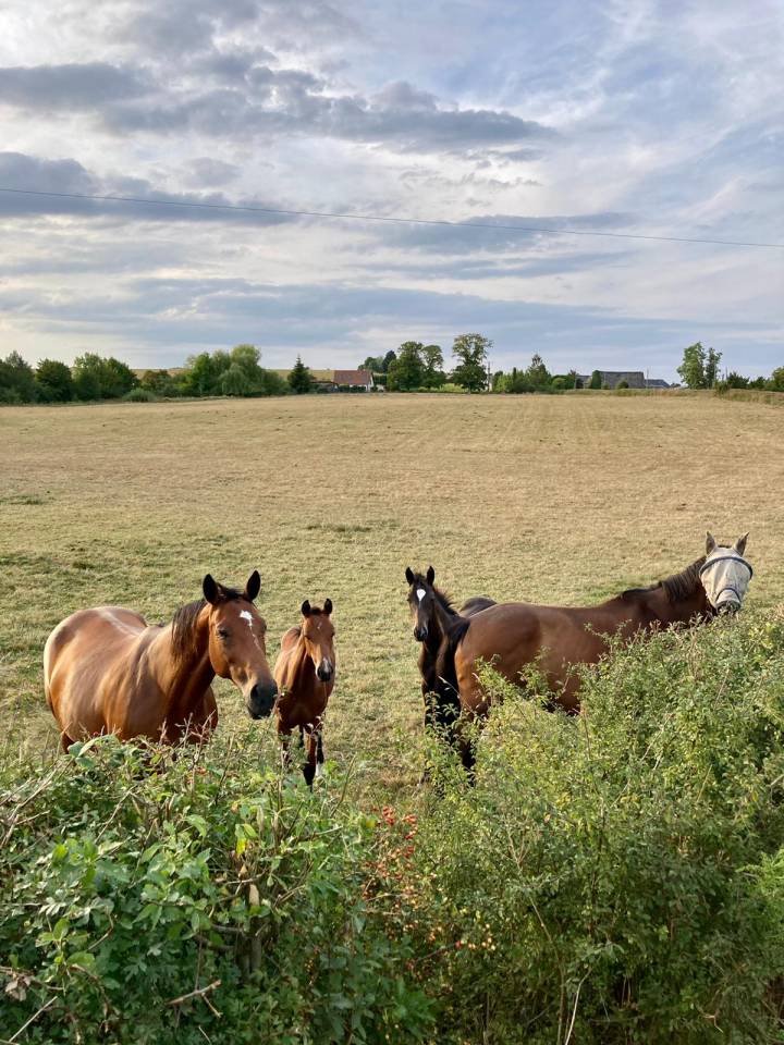 Pension pr&eacute;/box- pr&eacute;  - Haras de beuvreuil (76)
