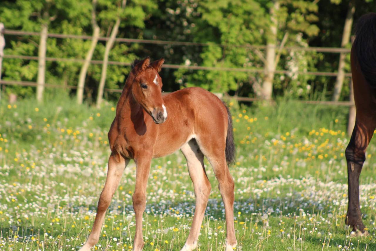 Pension pr&eacute;/box- pr&eacute;  - Haras de beuvreuil (76)
