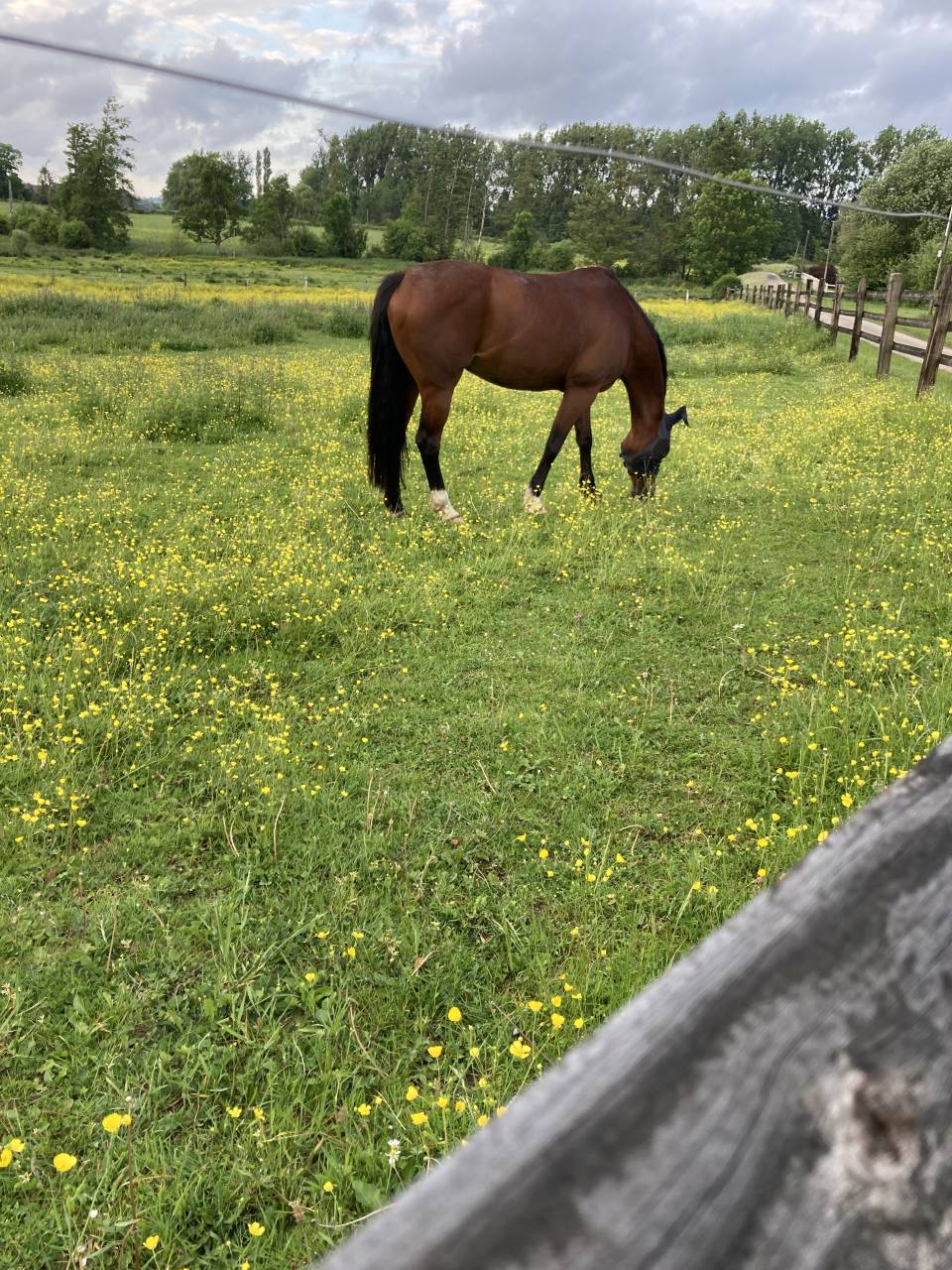Pension pr&eacute;/box- pr&eacute;  - Haras de beuvreuil (76)