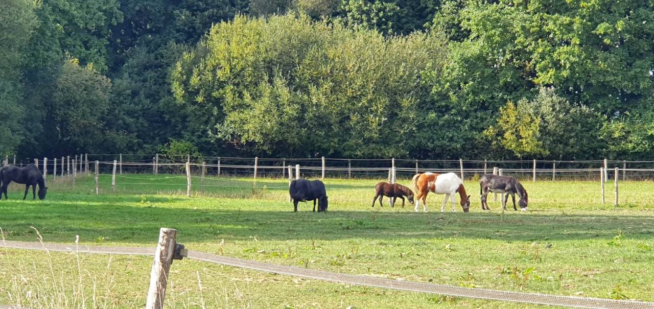 Pension sur Br&eacute;hand (22)