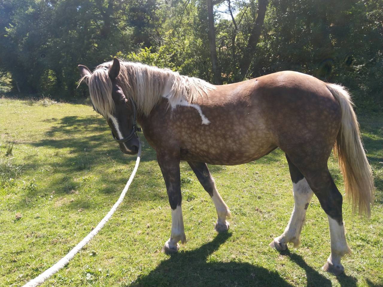 Lakhota des Charmeaux
