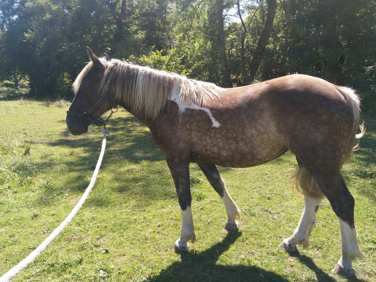 Lakhota des Charmeaux