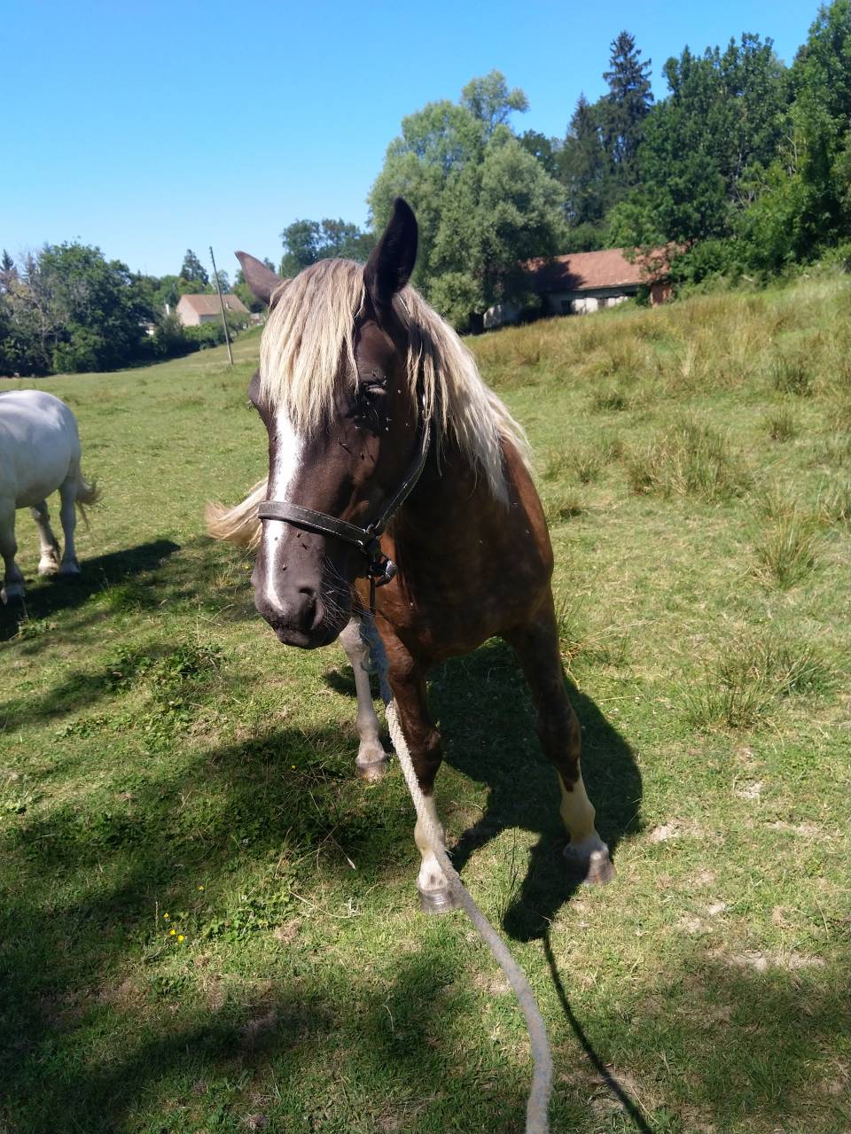 Lakhota des Charmeaux