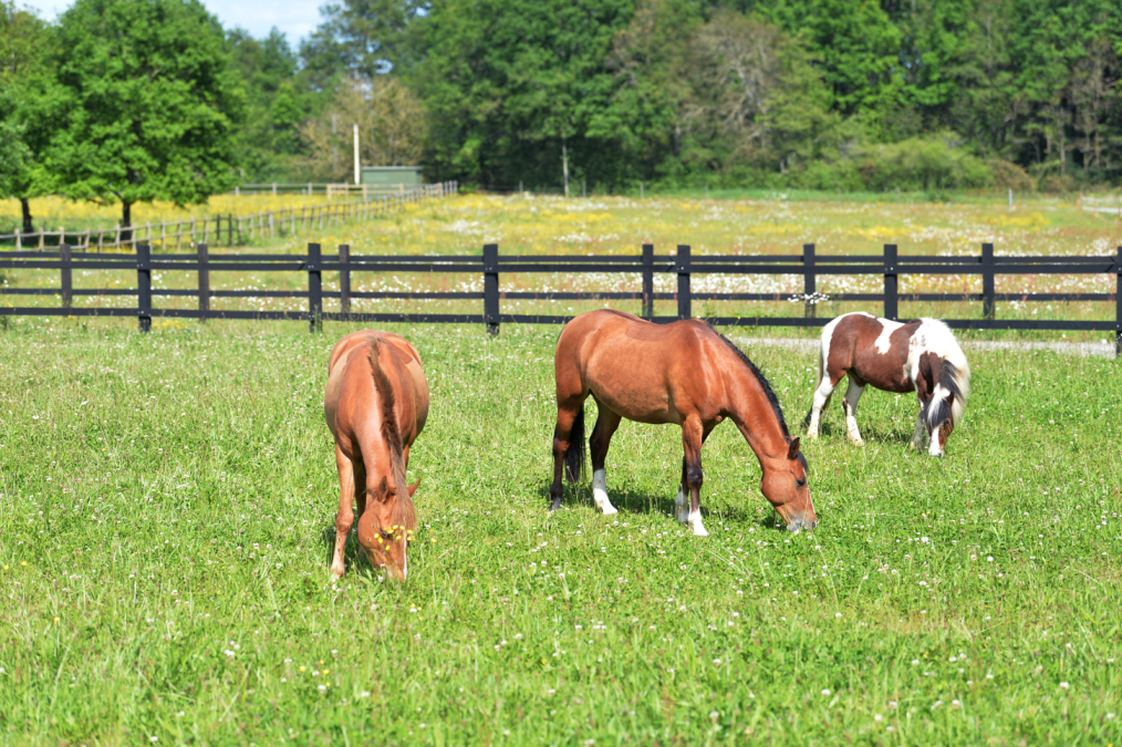 Ecurie Propri&eacute;taire Nantes