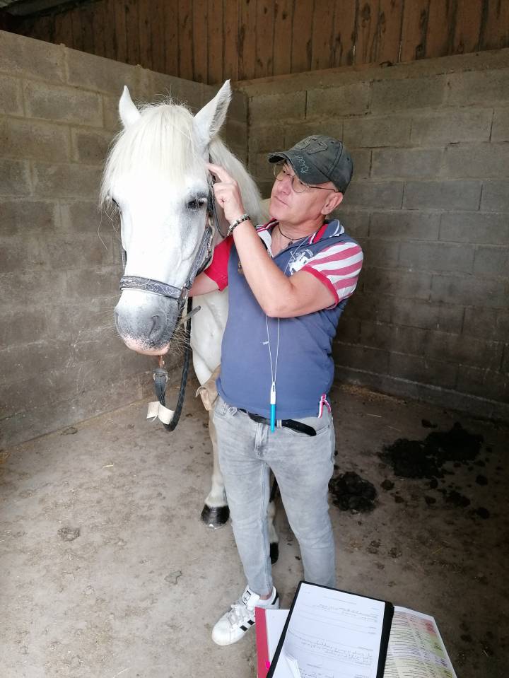 Kinésiologue certifié, Kinésiologie équine et humaine