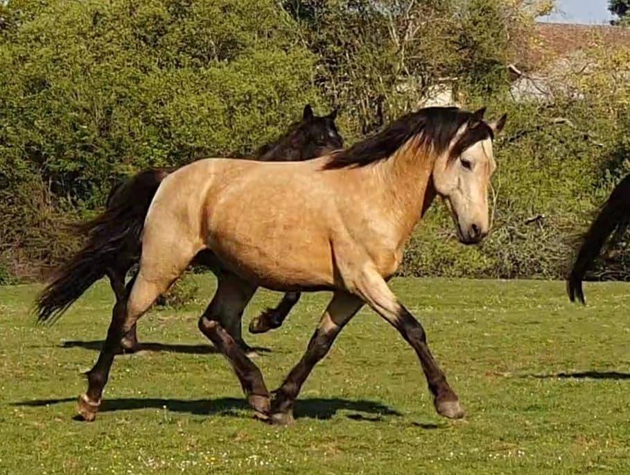 EUCHORTHIPUS ARQUETAN