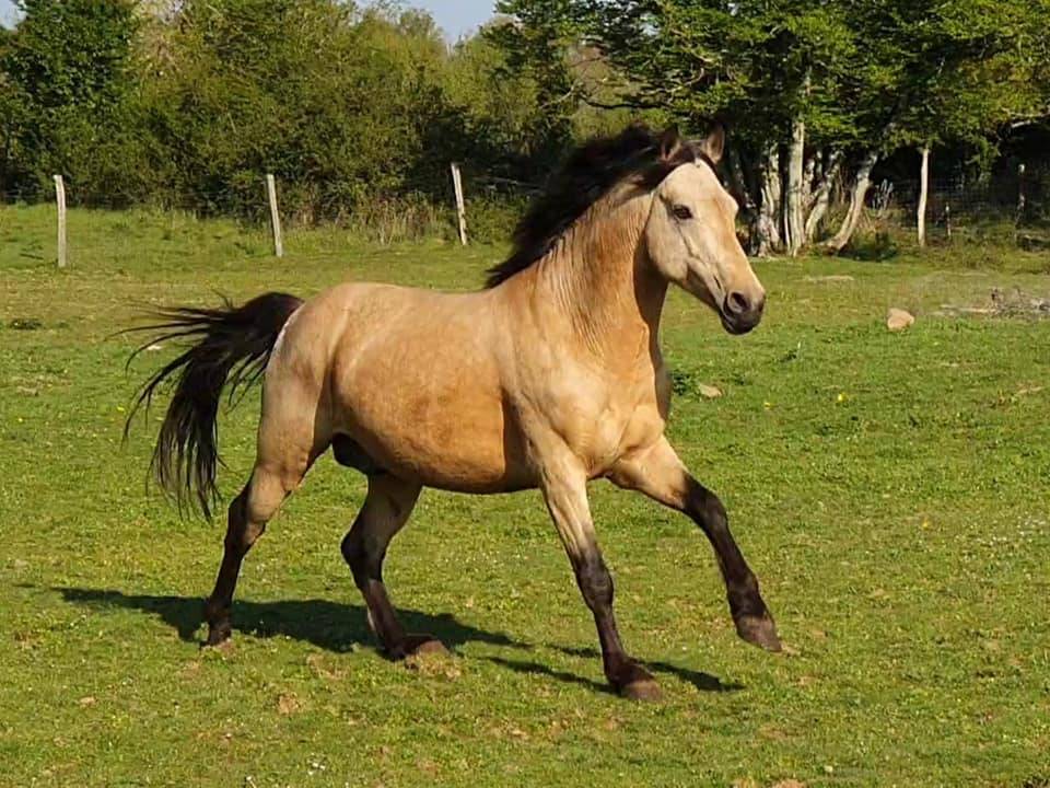 EUCHORTHIPUS ARQUETAN