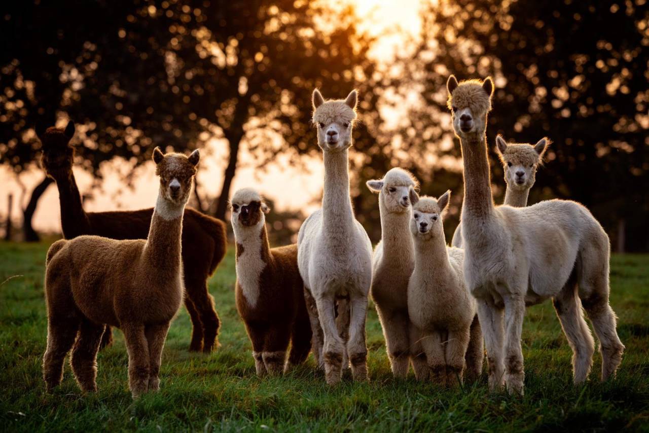 Pension cheval - Les alpagas de la combe au lierre (38)