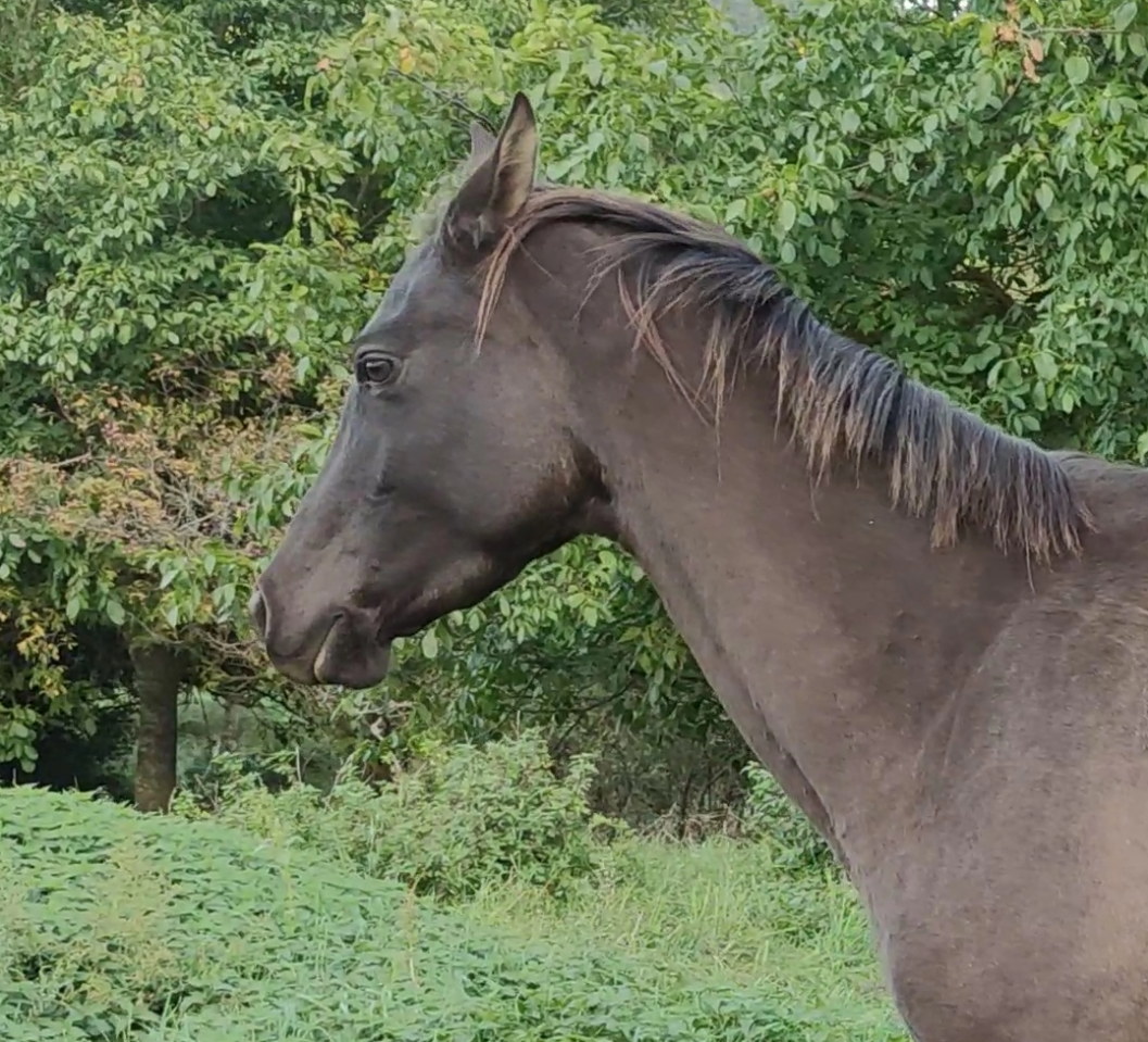 Setareh, toute de grâce et de gentillesse !