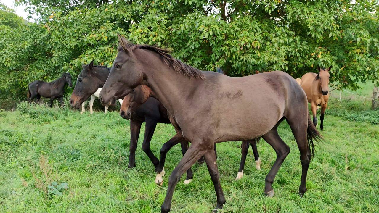 Setareh, toute de grâce et de gentillesse !