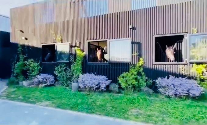 Ecurie avec paddocks en herbe &agrave; Maisons-Laffitte