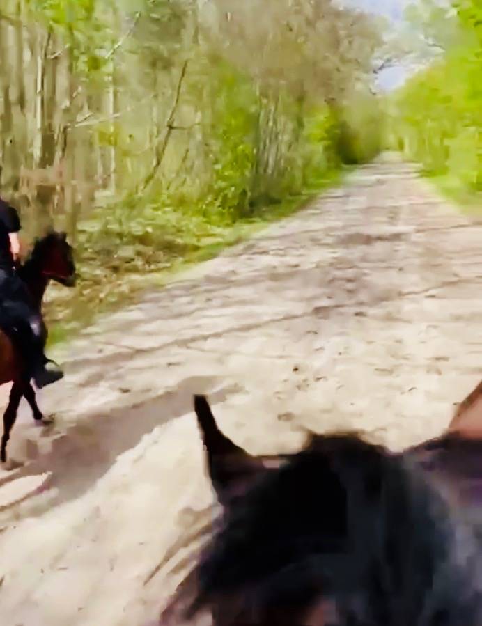 Ecurie avec paddocks en herbe &agrave; Maisons-Laffitte