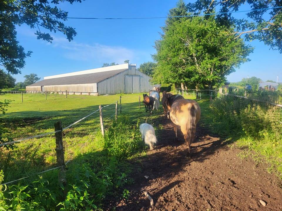 PENSION CHEVAUX PONEYS 