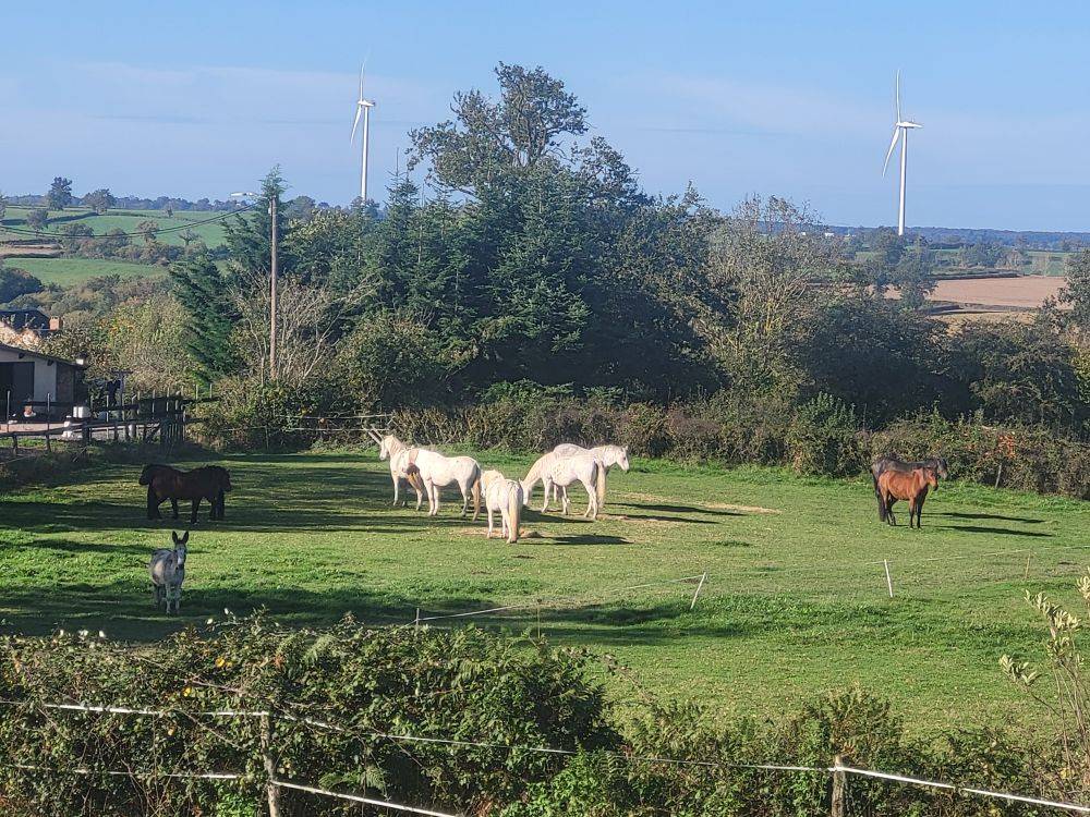 PENSION CHEVAUX PONEYS 