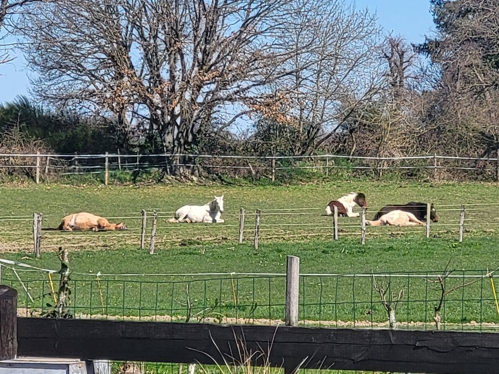 PENSION CHEVAUX PONEYS 