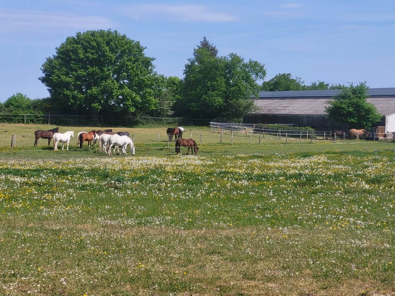 PENSION CHEVAUX PONEYS 