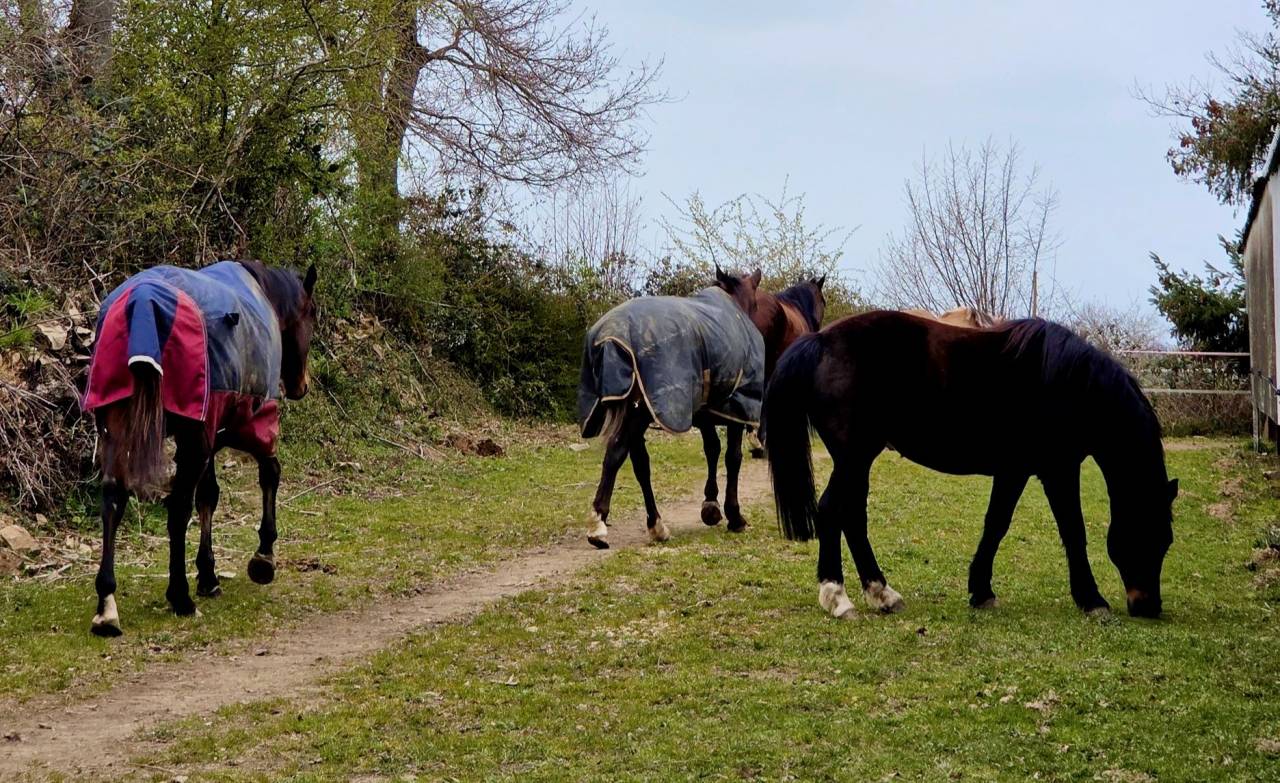 PENSION CHEVAUX PONEYS 