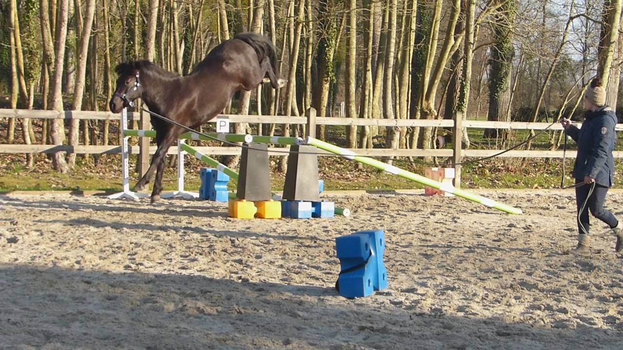 Komilfo love de Cé - étalon CSO et Mental pour enfants