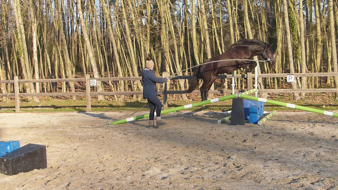 Komilfo love de Cé - étalon CSO et Mental pour enfants