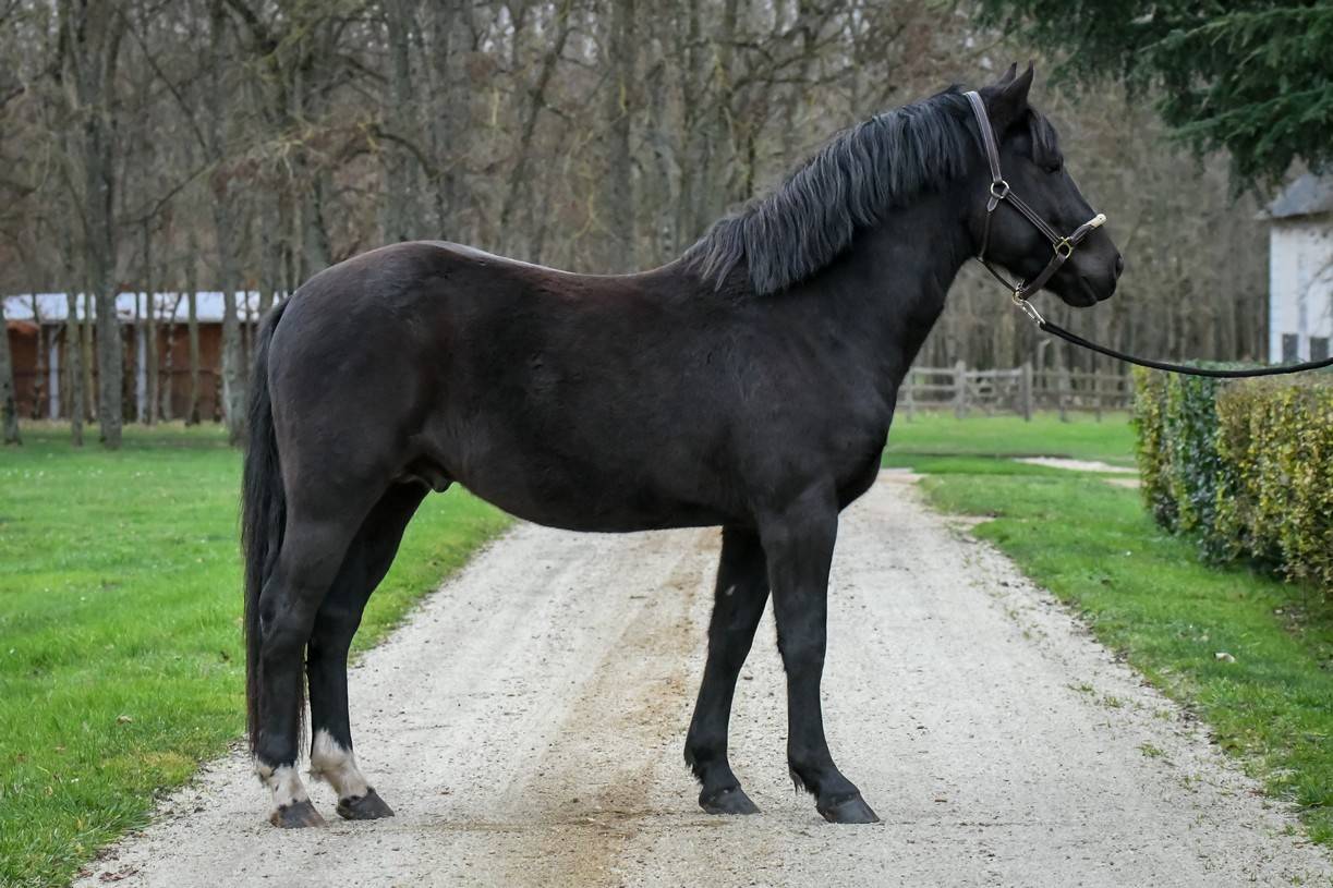 Komilfo love de Cé - étalon CSO et Mental pour enfants