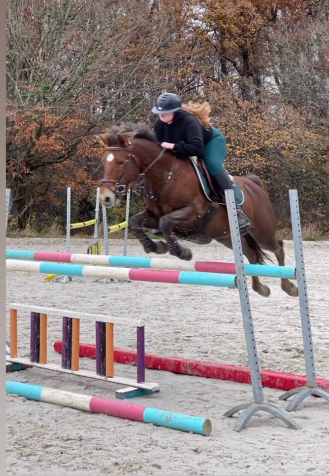 Poney a vendre as2 cso 