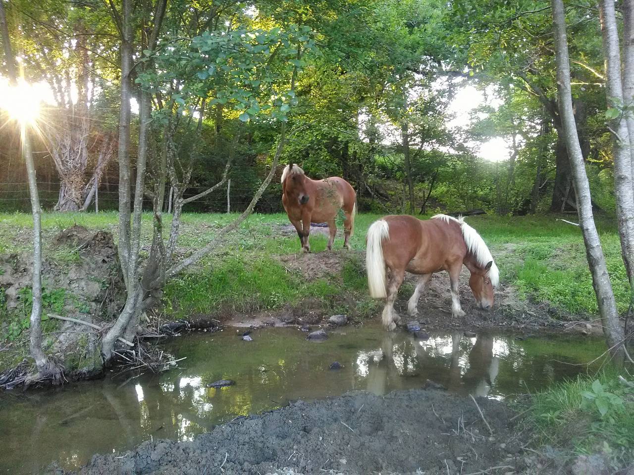 Pension Pré - Ranch des Romalines